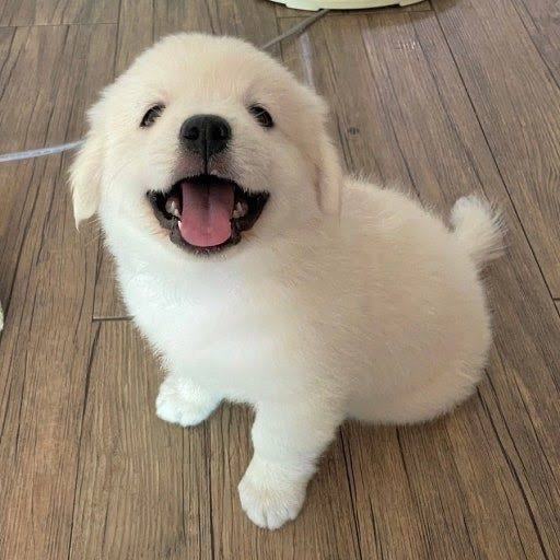 망고
