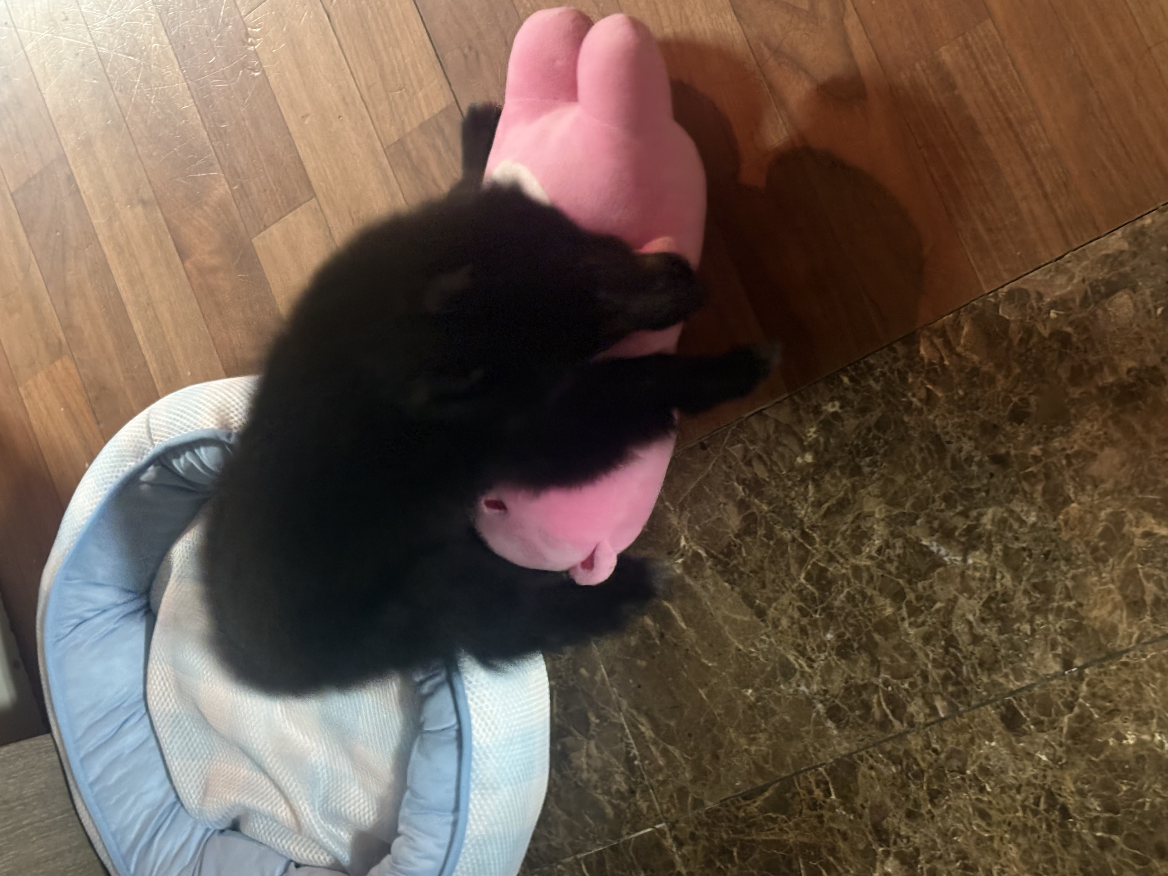 치코